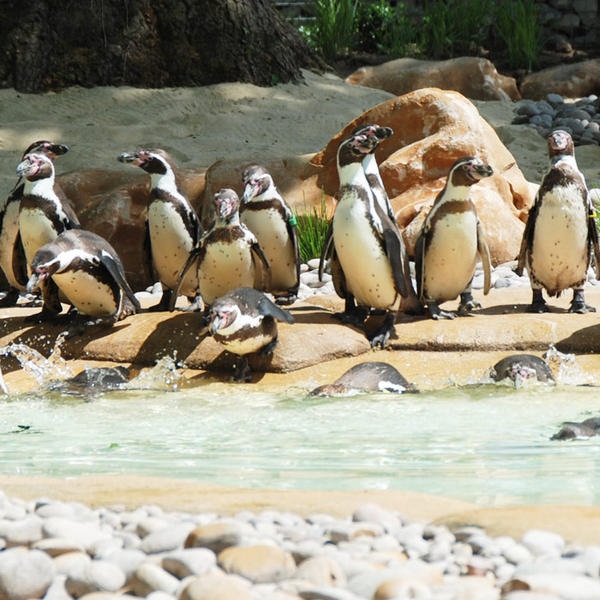 London Zoo: Penguin beach